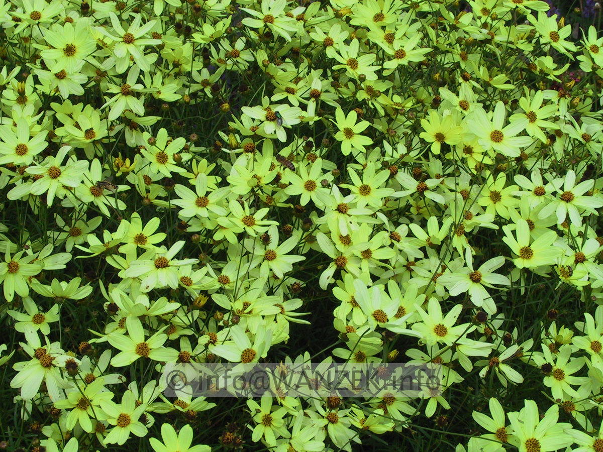 Coreopsis verticillata Moonbeam 01.JPG